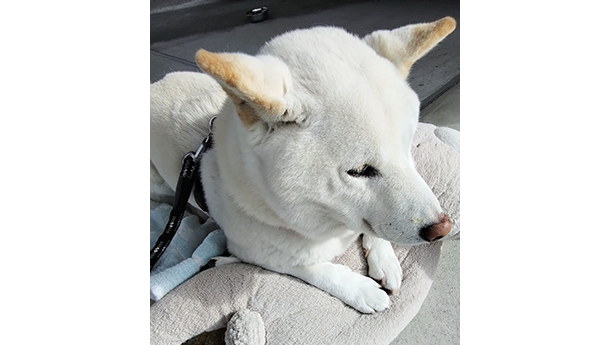 オパール（白柴犬）