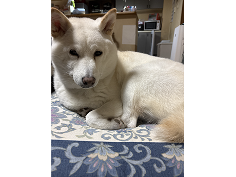 サリー（白柴犬）