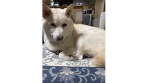 サリー（白柴犬）