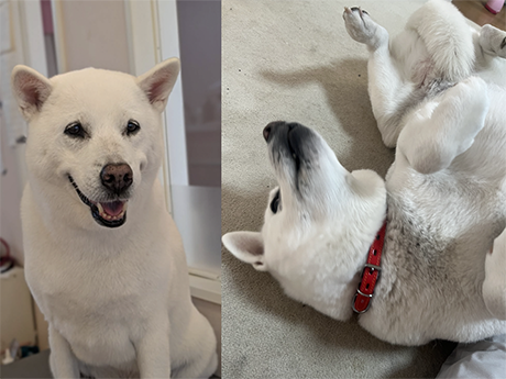 室内で笑顔を見せる様子と、赤い首輪を付けてリラックスして寝転ぶ紀州犬