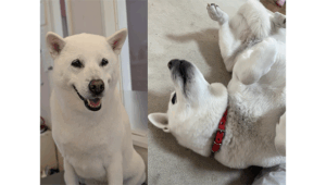 室内で笑顔を見せる様子と、赤い首輪を付けてリラックスして寝転ぶ紀州犬