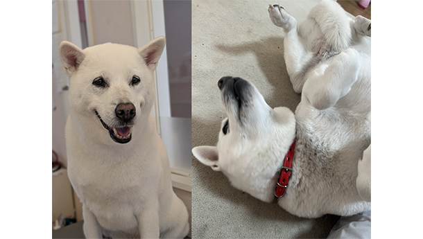 室内で笑顔を見せる様子と、赤い首輪を付けてリラックスして寝転ぶ紀州犬