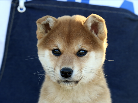 美人に成長した柴犬が正面を向いて座っている様子