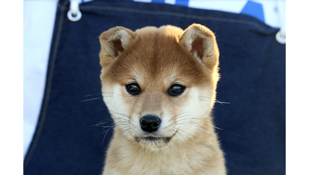 美人に成長した柴犬が正面を向いて座っている様子