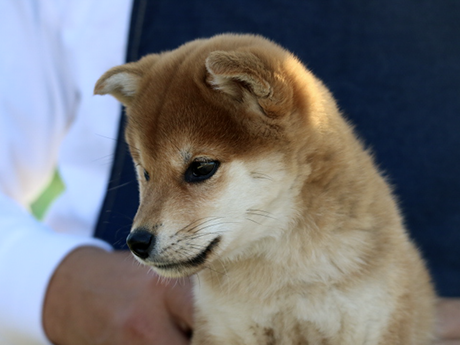 美人に成長した柴犬が横を向いて座っている様子