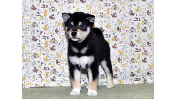 少し小さめで大人しく、トイレの躾ができている黒柴犬の子犬が室内で立っている姿