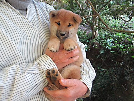 健康的に成長している柴犬の子犬の女の子を膝の上で優しく抱いている様子