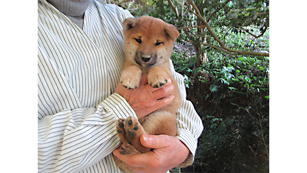 健康的に成長している柴犬の子犬の女の子を膝の上で優しく抱いている様子