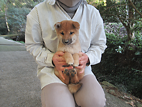 健康的に成長している柴犬の子犬の女の子を膝の上で優しく抱いている様子