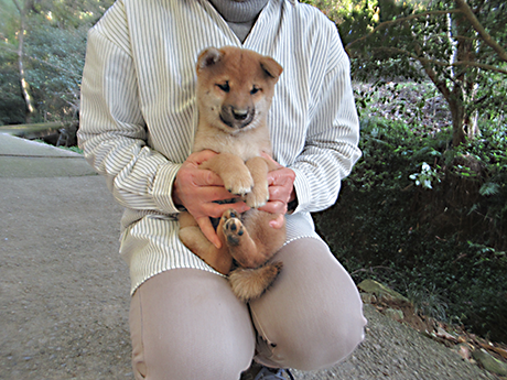 健康的に成長している柴犬の子犬の女の子を膝の上で優しく抱いている様子