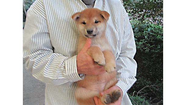 豊かな自然の中で育つ綺麗な毛色の柴犬の子犬を優しく抱きかかえている様子