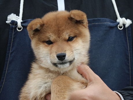 元気で可愛らしい赤柴犬の男の子の子犬を抱いている様子