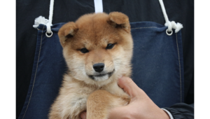 元気で可愛らしい赤柴犬の男の子の子犬を抱いている様子