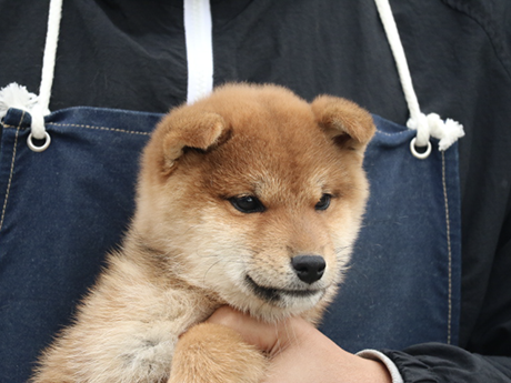 元気で可愛らしい赤柴犬の男の子の子犬を抱いている様子