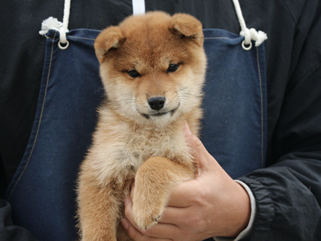 元気で可愛らしい赤柴犬の男の子の子犬を抱いている様子