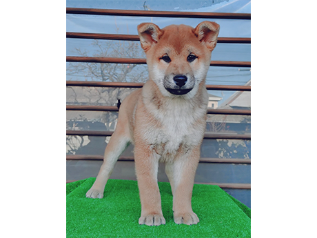 しっかりとした体つきに成長してきた柴犬の子犬が芝生マットの上で立っている様子