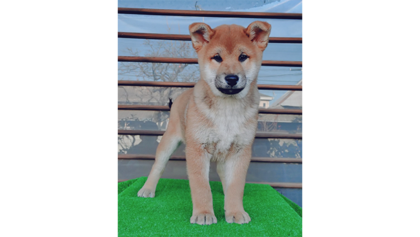しっかりとした体つきに成長してきた柴犬の子犬が芝生マットの上で立っている様子
