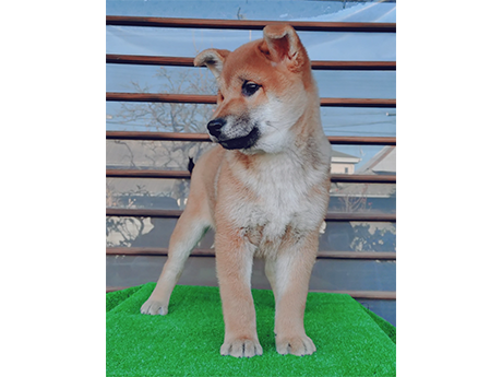 しっかりとした体つきに成長してきた柴犬の子犬が芝生マットの上で立っている様子