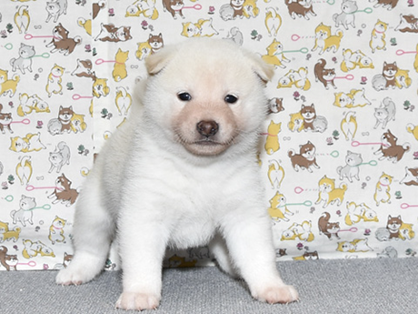 可愛い表情で白柴の子犬が犬柄の背景の前にいる様子