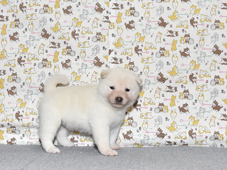 可愛い表情で白柴の子犬が犬柄の背景の前にいる様子