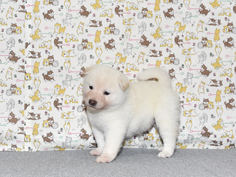 可愛い表情で白柴の子犬が犬柄の背景の前にいる様子