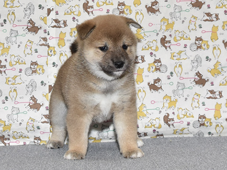 大人しくて、賢い女の子の柴犬の子犬が室内でいる様子