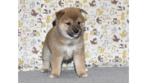 大人しくて、賢い女の子の柴犬の子犬が室内でいる様子