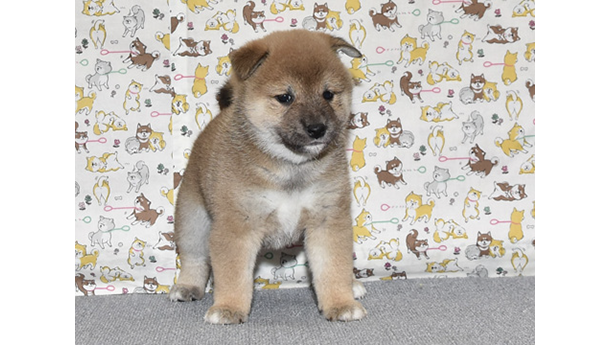 大人しくて、賢い女の子の柴犬の子犬が室内でいる様子