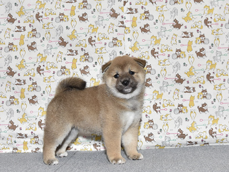 大人しくて、賢い女の子の柴犬の子犬が室内でいる様子