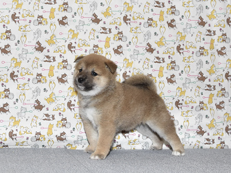 大人しくて、賢い女の子の柴犬の子犬が室内でいる様子