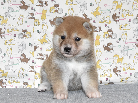 少し小さめで明るい性格の柴犬の子犬が室内でいる様子