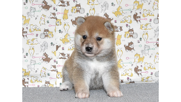 少し小さめで明るい性格の柴犬の子犬が室内でいる様子