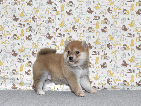 少し小さめで明るい性格の柴犬の子犬が室内でいる様子