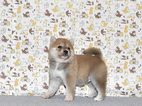 少し小さめで明るい性格の柴犬の子犬が室内でいる様子