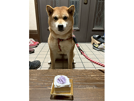 玄関でおすわりしてクリスマスケーキを前にした柴犬がこちらを見つめている様子