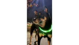 夜の屋外で光る緑色の首輪をつけた黒柴犬が凛々しく立っている姿