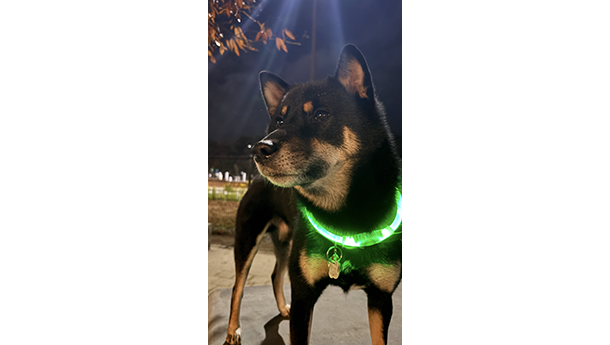 夜の屋外で光る緑色の首輪をつけた黒柴犬が凛々しく立っている姿