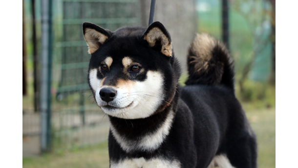 里親募集している黒柴犬が屋外でこちらを見つめている姿