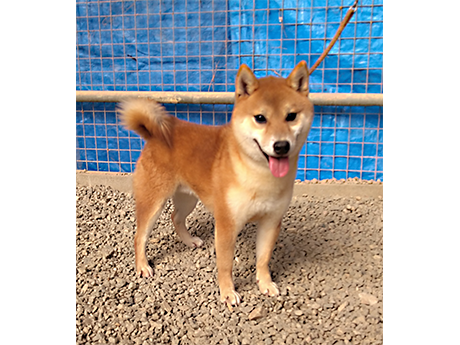 明るい毛色で元気いっぱいの小ぶりの柴犬が屋外の柵の前で立っている様子