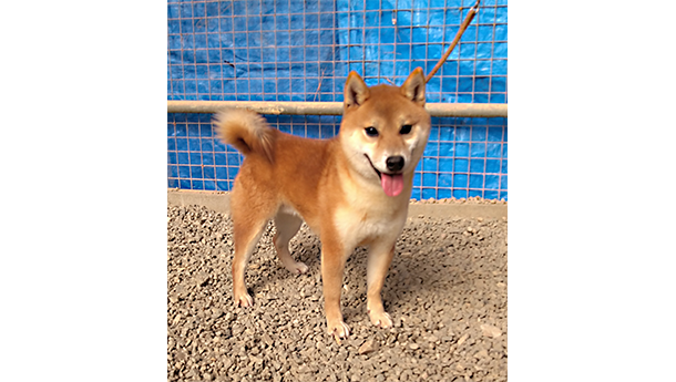 明るい毛色で元気いっぱいの小ぶりの柴犬が屋外の柵の前で立っている様子