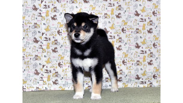 少し小さめで大人しく、トイレの躾ができている黒柴犬の子犬が室内で立っている姿