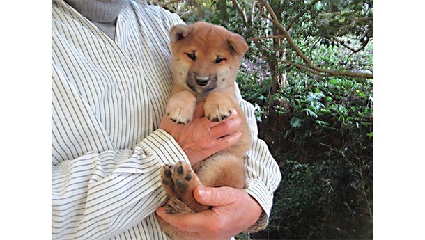 健康的に成長している柴犬の子犬の女の子を膝の上で優しく抱いている様子