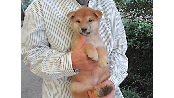 豊かな自然の中で育つ綺麗な毛色の柴犬の子犬を優しく抱きかかえている様子