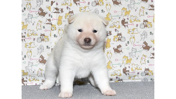 可愛い表情で白柴の子犬が犬柄の背景の前にいる様子