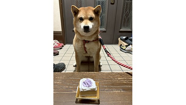玄関でおすわりしてクリスマスケーキを前にした柴犬がこちらを見つめている様子
