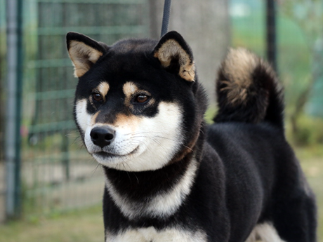 里親募集している黒柴犬が屋外でこちらを見つめている姿