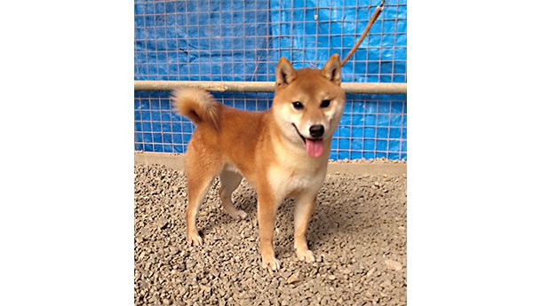 明るい毛色で元気いっぱいの小ぶりの柴犬が屋外の柵の前で立っている様子