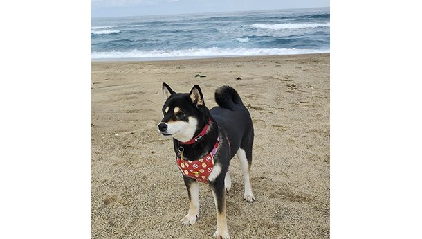 海辺の砂浜で赤いハーネスを付けて立つ黒柴犬の成犬の姿