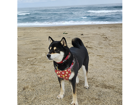 海辺の砂浜で赤いハーネスを付けて立つ黒柴犬の成犬の姿