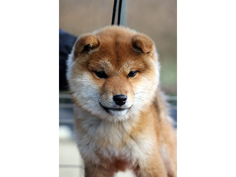 丸い顔立ちで健康的に育っている赤柴の子犬が正面を向いてる様子